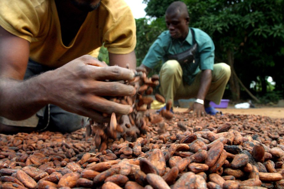 Cacao Les Planteurs Ivoiriens Attendent De Meilleurs Revenus La Presse