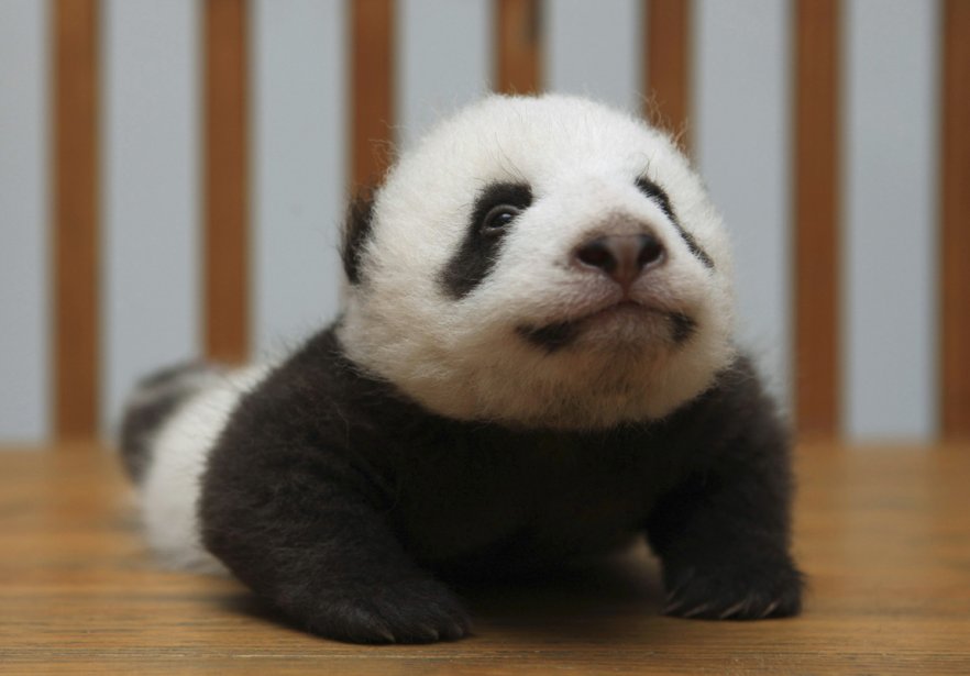 Raphael, le jolie panda:33