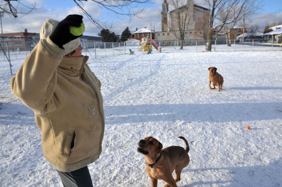 Un deuxième parc canin à Shawinigan? | Guy Veillette Un deuxième parc canin à Shawinigan? | Guy Veillette