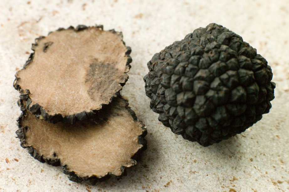 Partir à la chasse aux truffes en France - France