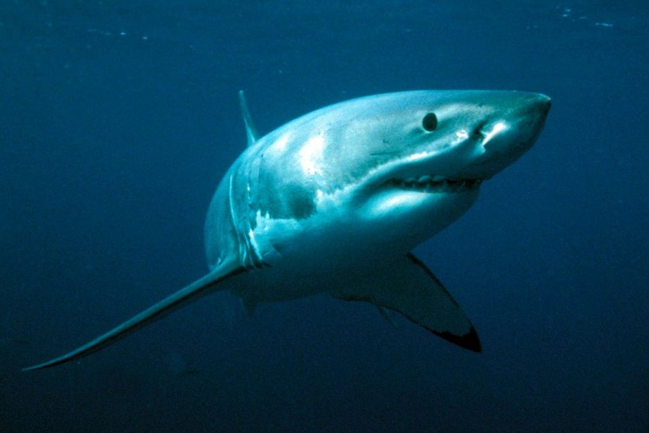 Les Grands Requins Blancs Pourraient Vivre Plus De 70 Ans