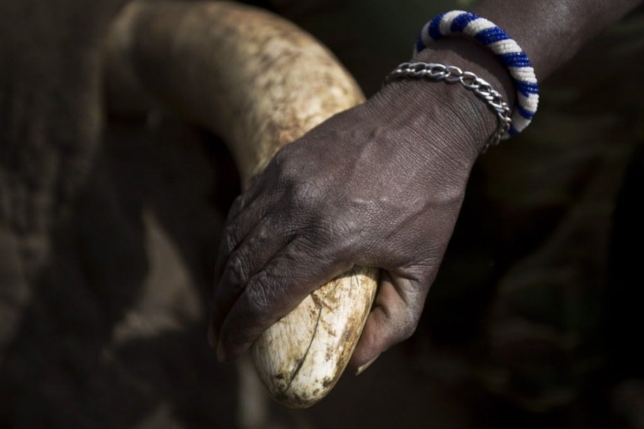 Six éléphants tués par des braconniers au Kenya Afrique