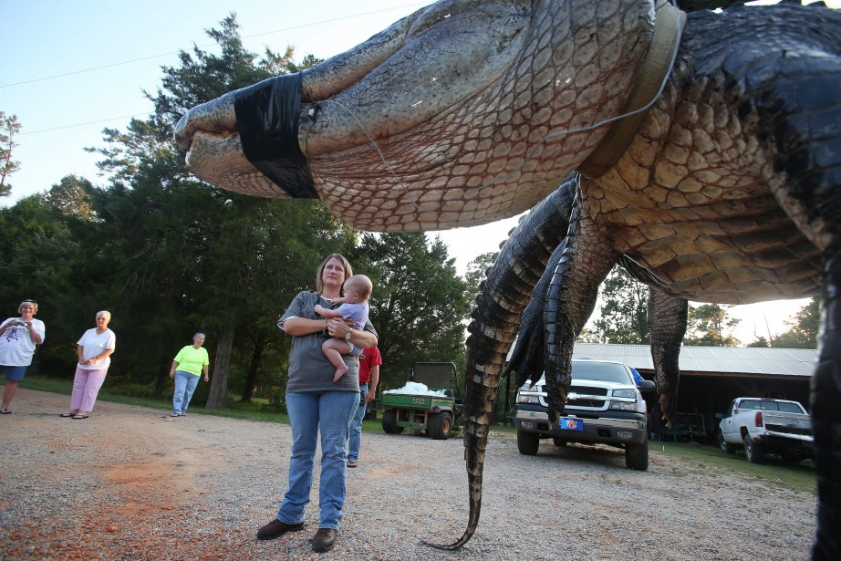 Alabama Une Famille Capture Un Alligator De 45 Mètres États Unis 9004