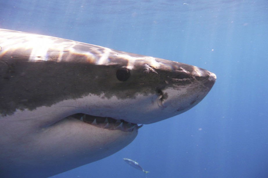 La moitié des requins et raies de Méditerranée menacés d'extinction - Requin Blanc En Méditerranée