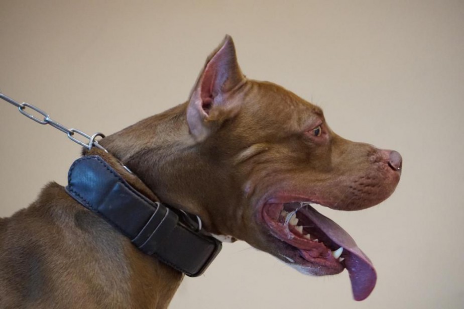 Règlement sur les pitbulls: désolant! | Alexandre Sirois Règlement sur les pitbulls: désolant! | Alexandre Sirois