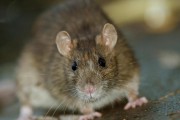 Monsieur l'inspecteur: cohabiter avec des rongeurs - image 1.0 Dans presque tous les cas d'intrusion de rats,... (Photo Thinkstock) - image 1.0