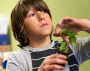 Nourriture locale: de la ferme à l'école - 14.0 images Yovan Sasic, 10 ans, a développé une véritable passion ... (PHOTO ANDRÉ PICHETTE, LA PRESSE) - 14.0