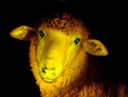 Biopiratage: bricoleurs du vivant - image 6.0 Un mouton fluorescent créé dans un laboratoire à l'aide... (PHOTO JAVIER CALVELO, ARCHIVES AGENCE FRANCE-PRESSE) - image 6.0
