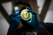 Biopiratage: bricoleurs du vivant - image 14.0 Les laboratoires communautaires sont contraints d'utiliser des composés... (PHOTO RYAN CHRISTOPHER JONES, ARCHIVES THE NEW YORK TIMES) - image 14.0