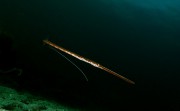 Un poisson-flûte... (PHOTO LLOYD BOND, LA PRESSE CANADIENNE) - image 3.0