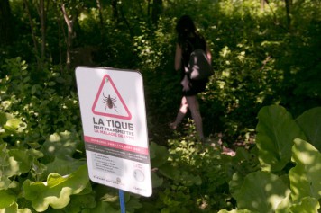 Vers une embellie de la maladie de Lyme en Estrie et en Montérégie