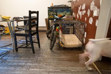 Bambin mordu par un pitbull: la Couronne demande un an pour le père