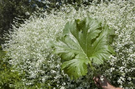 Un Nuage De Miel La Presse