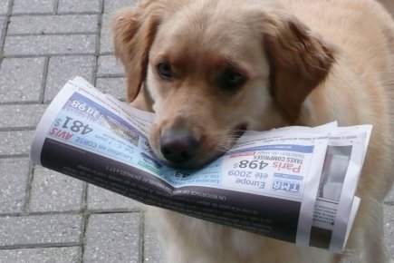 Le Chien Ou Le Chat Lequel Est Le Plus Intelligent La Presse