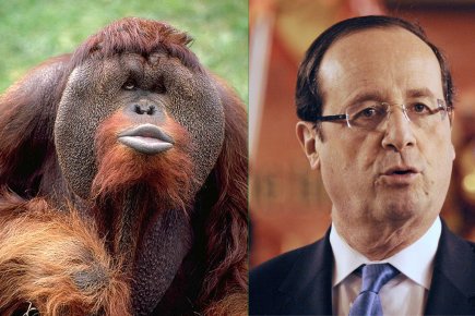 L Homme Grand Singe Politique La Presse