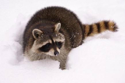 Jouer Au Detective Dans La Neige La Presse