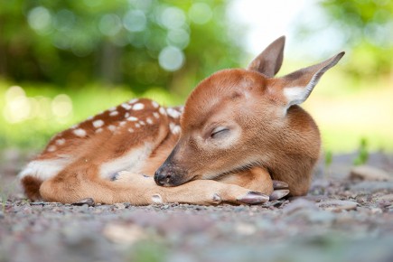 Un Moment De Detente 10 Bebes Animaux Pour Le Plaisir La Presse