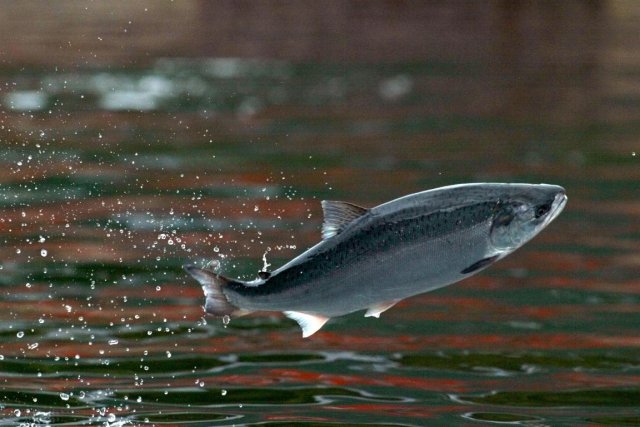 Le «saumon OGM» canadien sur le point d'être approuvé AquaBounty indique que les modifications génétiques permettent de... (Photo Carlos Barria, Reuters)
