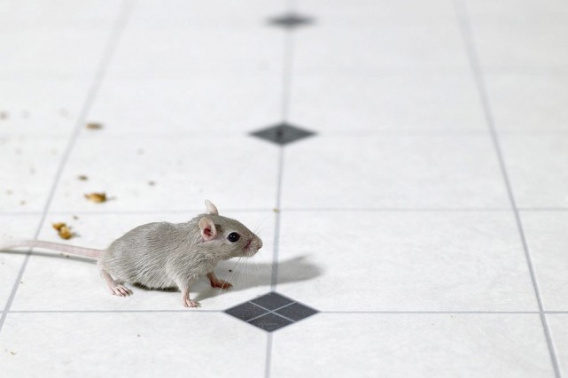 Les souris se faufilent par les moindres trous... (Photo Thinkstock)