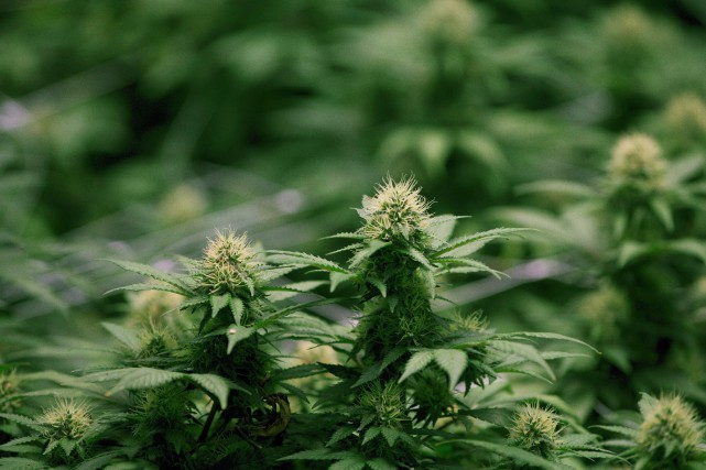 Les chefs de police ne veulent pas de culture de marijuana dans les résidences L'association estime que les dangers des installations artisanales... (Photo Ron Ward, archives La Presse canadienne)