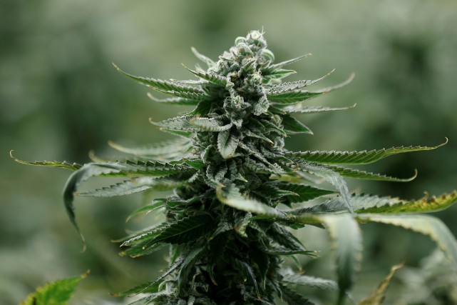 Canopy Growth a creusé sa perte à 61,5 millions L'analyse des résultats financiers des sociétés de marijuana... (Photo Chris Wattie, archives REUTERS)