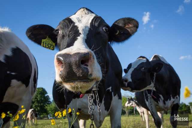 AÉUMC: Trudeau promet d'indemniser les producteurs laitiers