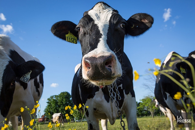 La « tolérance au lactose » c'est-à-dire la capacité... (PHOTO MATHIEU WADDELL, ARCHIVES LA PRESSE)