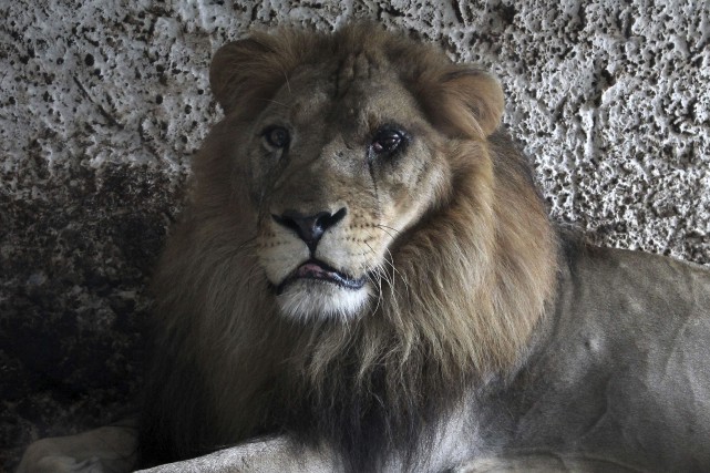 « Lensi [l'un des trois lions] avait une infection... (Photo Llazar Semini, AP)