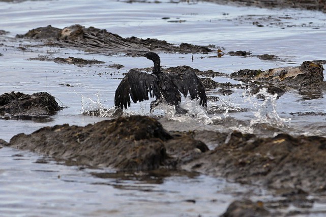 Les experts en oiseaux de mer affirment qu'une... (Photo Jae C. Hong, archives Associated Press)