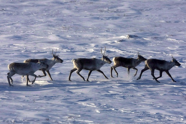 Des caribous errent dans la toundra du Nunavut,... (Photo NATHAN DENETTE, archives La Presse canadienne)