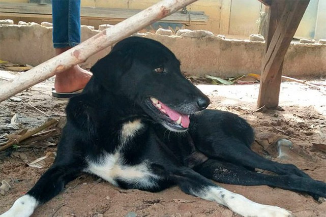 Thaïlande Un Chien Salué En Héros Pour Avoir Sauvé Un Bébé