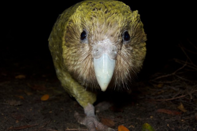 Le kakapo, dont le nom signifie perroquet de... (PHOTO ANDREW DIGBY, AGENCE FRANCE-PRESSE)
