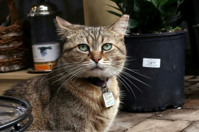 Quand des chats montent la garde Tim Williams jetait un quart des graines pour... (PHOTO ANNA-ROSE GASSOT, AFP)