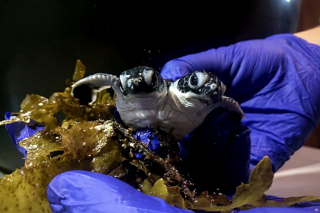Le bébé tortue a été découvert sur l'île... (PHOTO AFP)