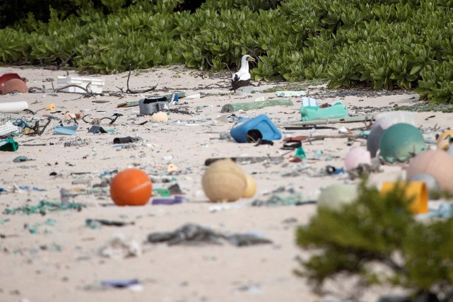 C'est pour son « écologie pratiquement intacte » que l'île Henderson, atoll... (PHOTO IAIN MCGREGOR, ARCHIVES AGENCE FRANCE-PRESSE)