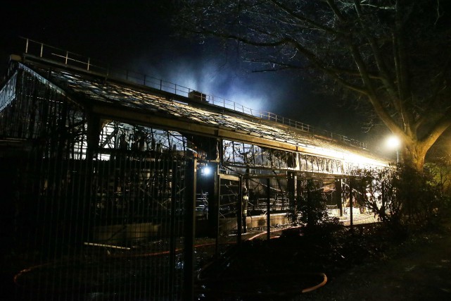 Allemagne: des dizaines de singes tués dans l'incendie d'un zoo