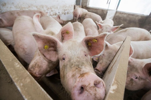 Peste porcine africaine: le Canada tente de mettre au point un vaccin