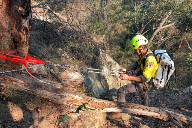 Australie: mission secrète pour sauver des arbres préhistoriques