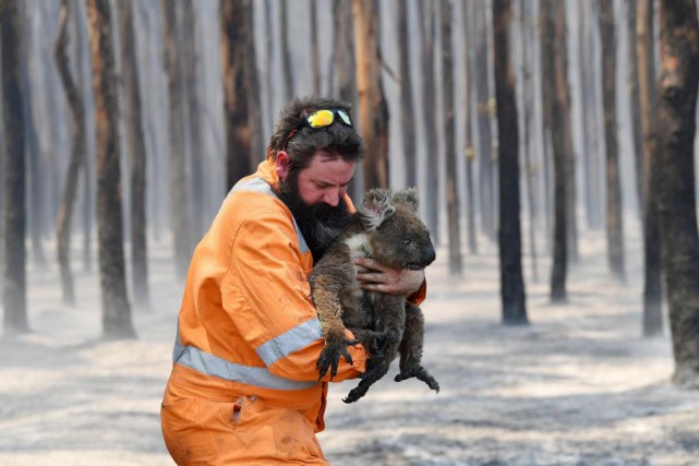 Incendies en Australie: vers l'une des plus grandes extinctions de l'histoire de l'humanité?