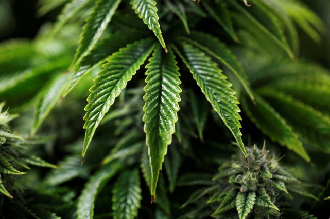 Nouvelle-Écosse: des enfants malades après avoir ingéré du THC