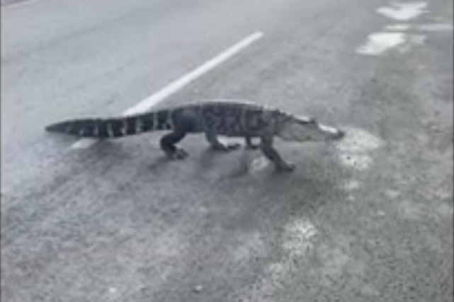 Une fillette mordue par un alligator à Sainte-Julie