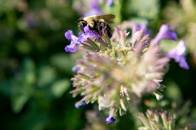 Les changements climatiques influencent les abeilles, expose une étude