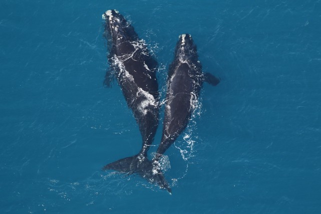 Ottawa promet de nouvelles mesures pour protéger les baleines noires