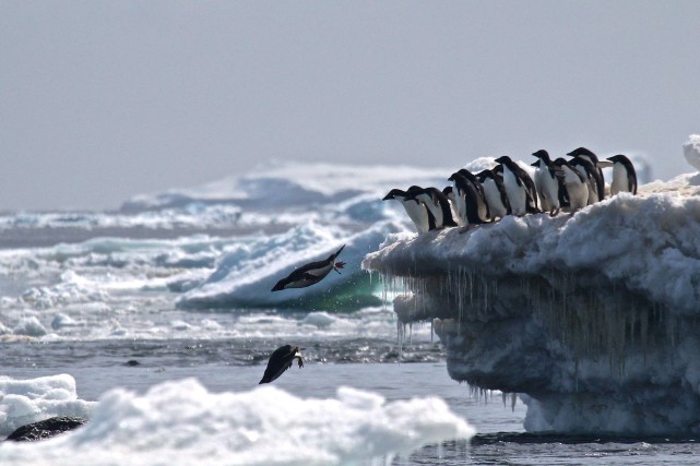 L'Antarctique a enregistré une température record de plus de 20 °C
