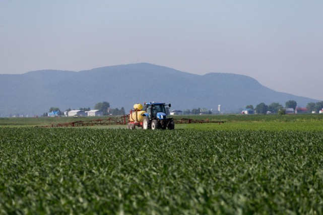 Pesticides «tueurs d'abeilles»: un usage injustifié dans 95 % des champs du Québec