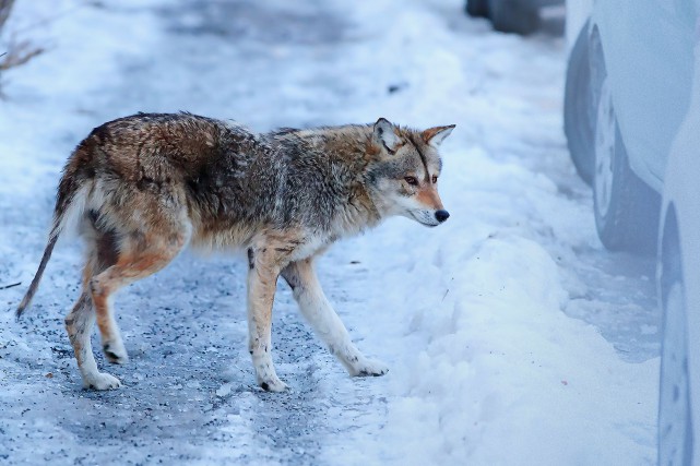 Sur la piste des coyotes