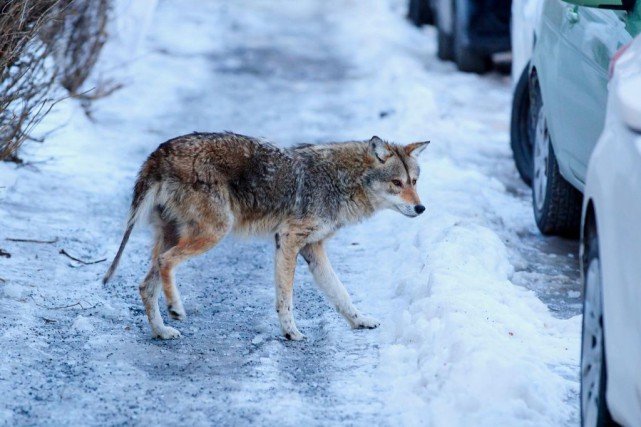 La gestion des coyotes a coûté près de 450 000 $ à Montréal depuis 2017