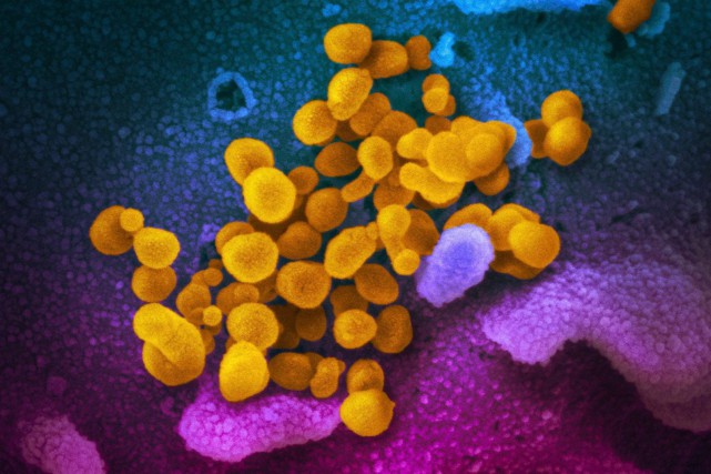 Des scientifiques canadiens luttent contre la COVID-19