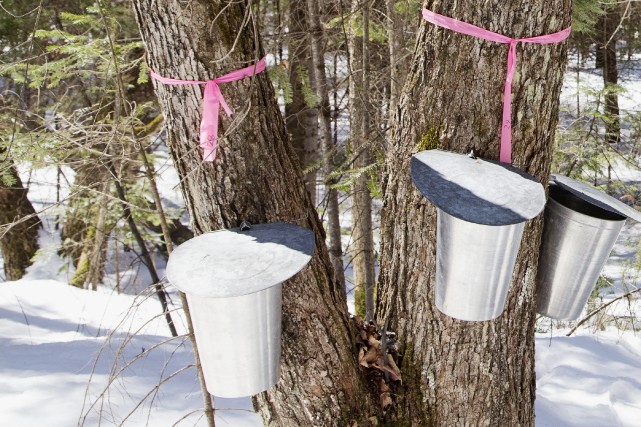 Gaspésie: pas de rassemblements dans les cabanes à sucre