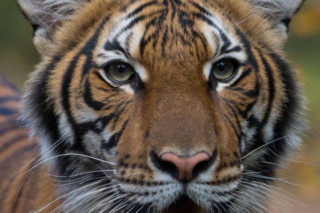 Un tigre d'un zoo de New York atteint de la COVID-19